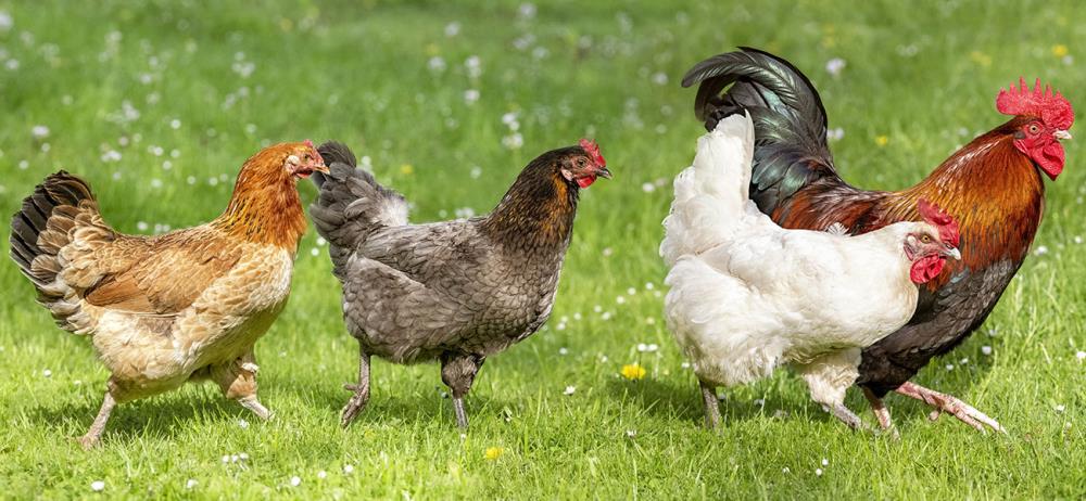 Gallo O Pollo Piccolo Gallo O Pollo Maschio Nano Nellerba Fotografie