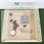 Pulcinaia für Küken beim Absetzen, Sägemehl ausgeschlossen | 10 Tiere