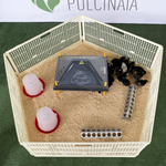 Pulcinaia für Küken beim Absetzen, Sägemehl ausgeschlossen | 40 Tiere