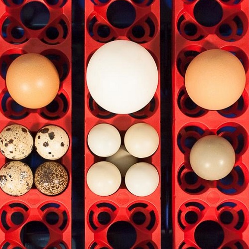 sistema di contenimento uova in incubatrice