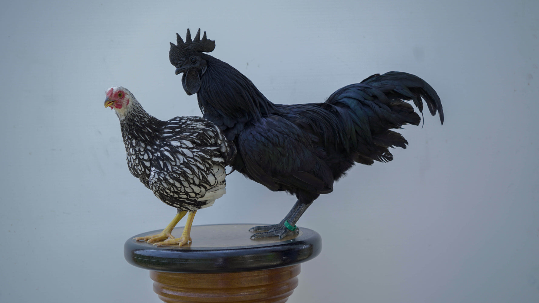 Le origini delle razze avicole : da dove derivano le nostre galline?
