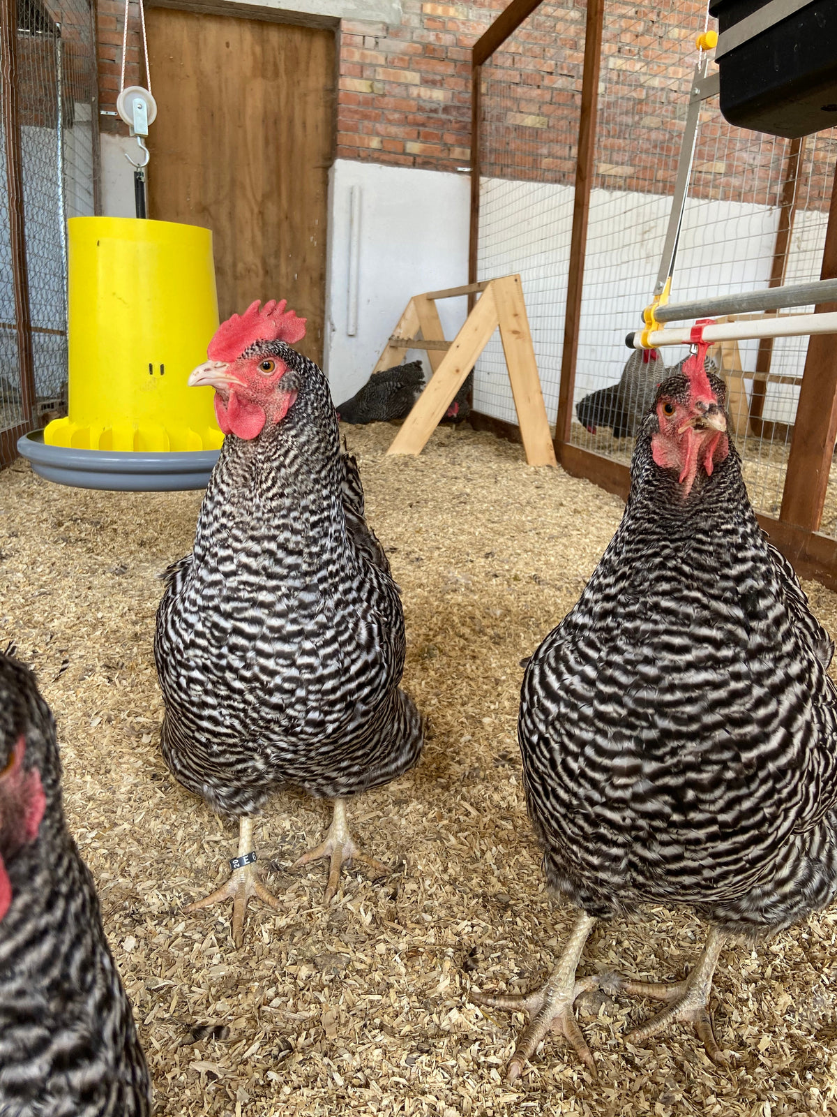 Perché le galline dormono sul posatoio?
