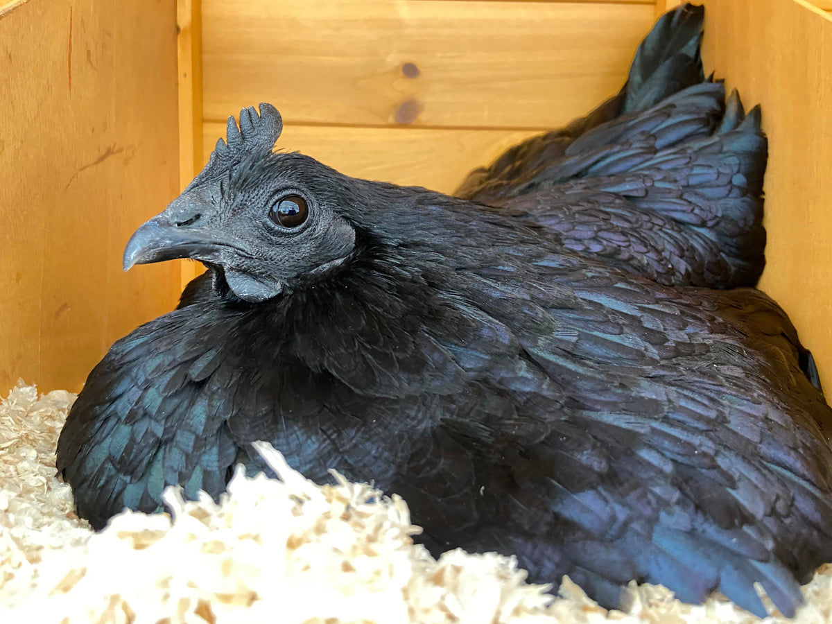 Come capire se una gallina sta bene: i 5 segnali che ogni allevatore dovrebbe conoscere