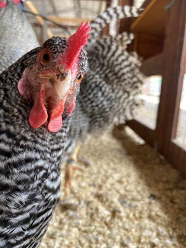 Alimentazione naturale delle galline: cosa mangiano davvero?