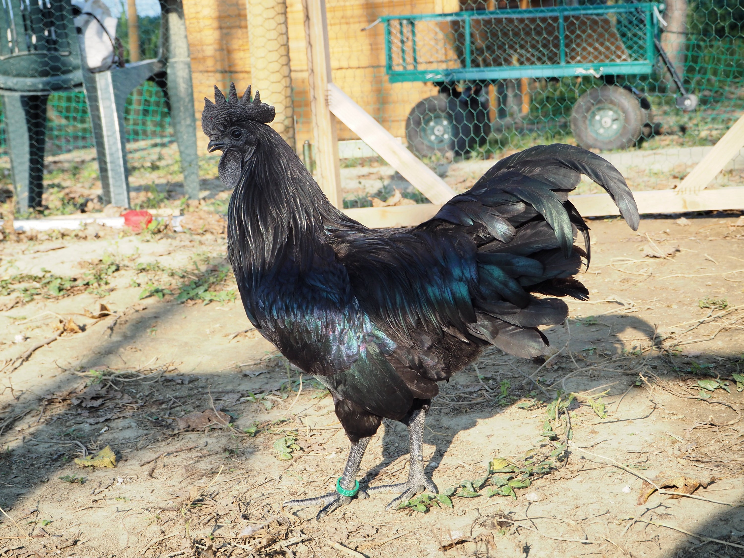 Come inserire nuove galline nel pollaio senza creare conflitti