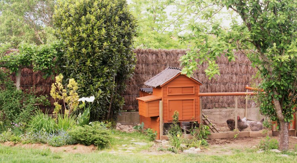 Avere un Pollaio in Legno: quali i vantaggi