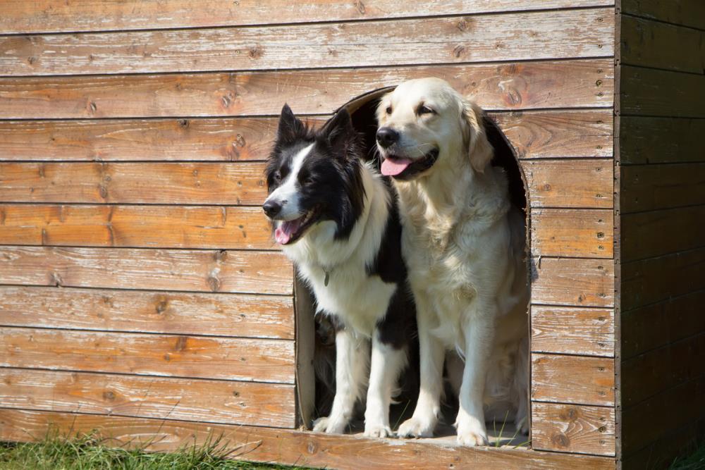 Cuccia per Cani da Esterno: Guida all’acquisto