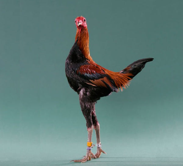 La Gallina Combattente Malese