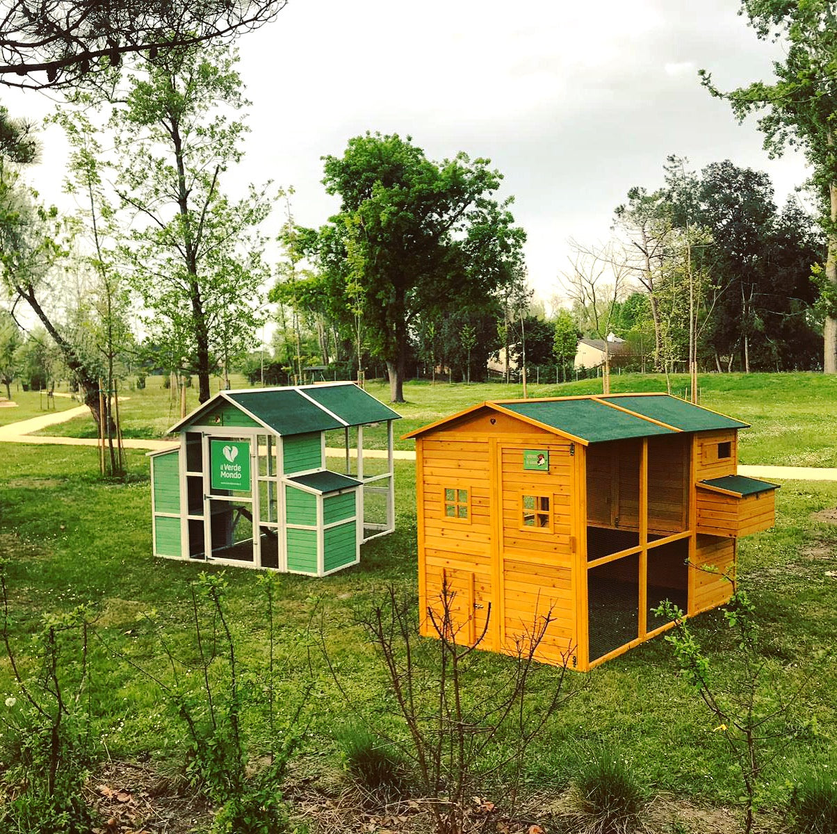 Come costruire un pollaio per galline ovaiole: quali sono le caratteristiche che deve avere