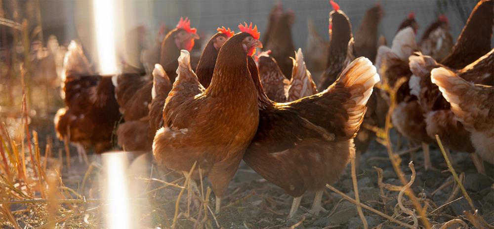 Cosa Dare Alle Galline Per Il Calcio