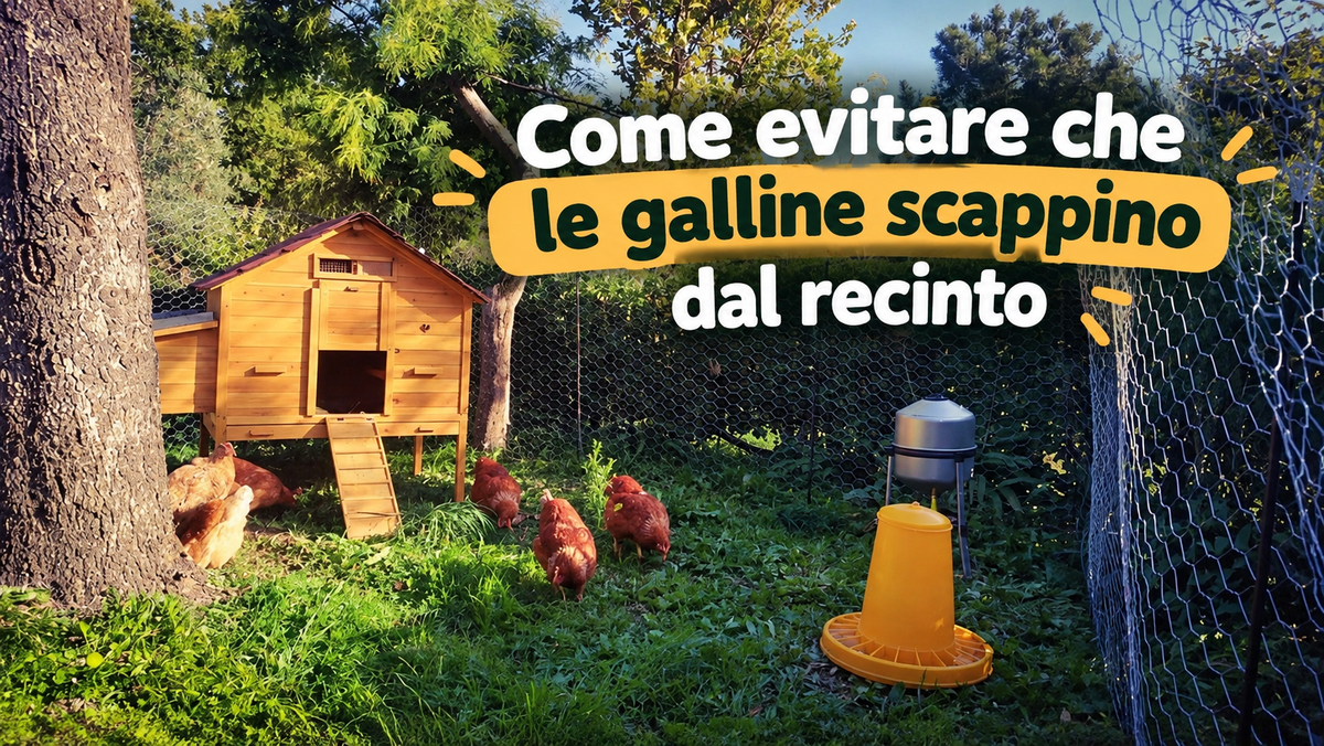 Come evitare che le galline scappino dal recinto
