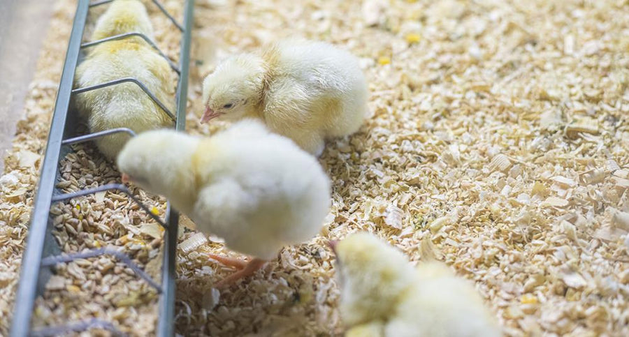 Cosa mangiano i pulcini: alimentazione e quantità corrette – IlVerdeMondo