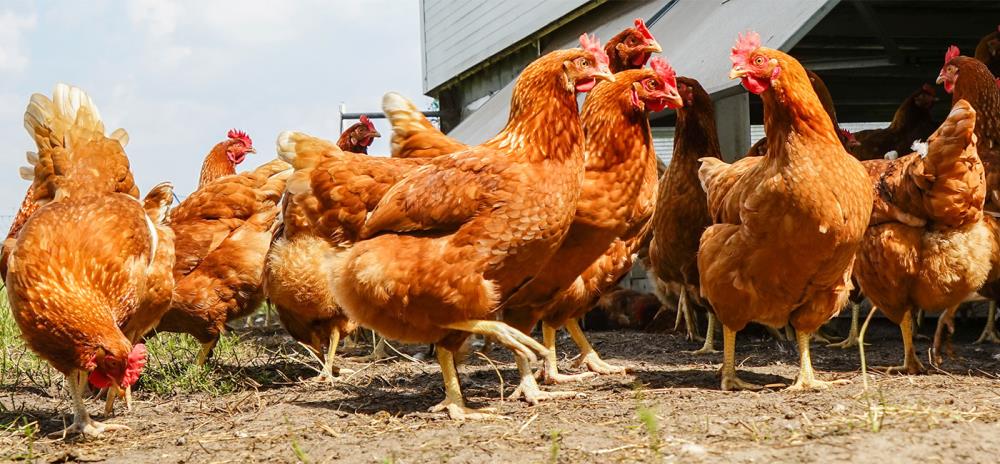 Cosa non dare da mangiare alle galline: cibi tossici – IlVerdeMondo