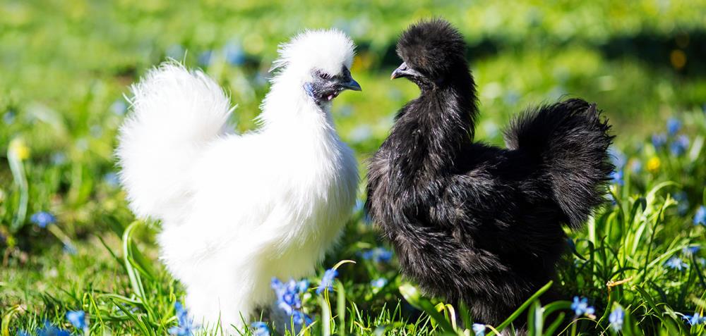 Come Allevare Galline Moroseta Polli Ornamentali IlVerdeMondo Come Allevare Galline Moroseta Polli Ornamentali IlVerdeMondo