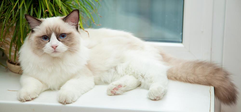 Gatto Ragdoll