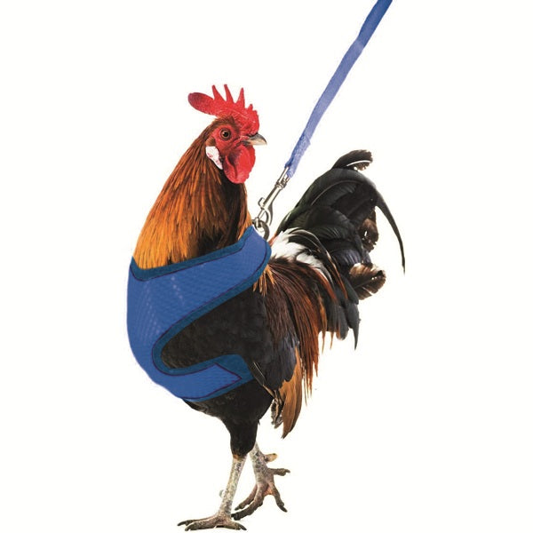 Quanto vive una gallina domestica?