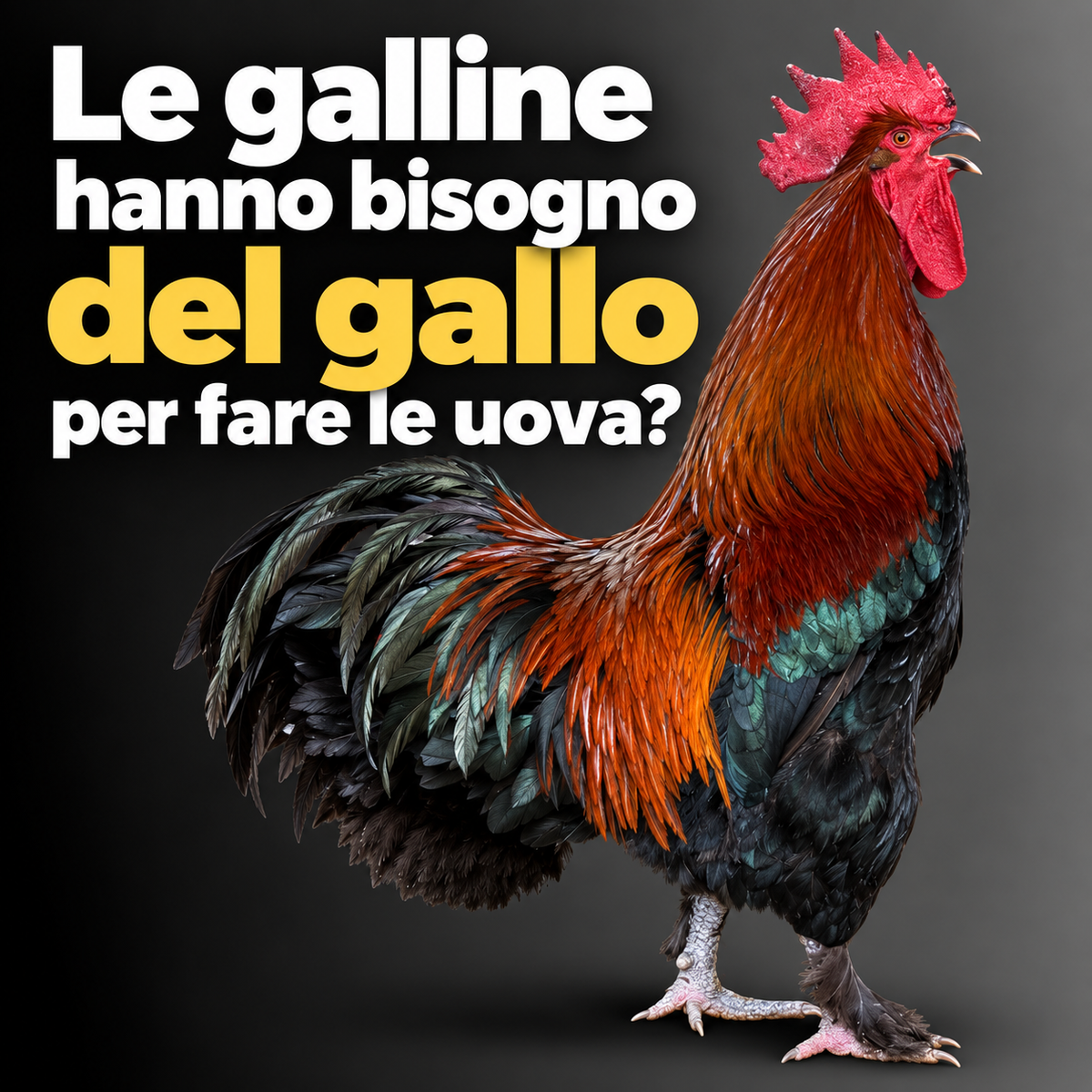 Le galline hanno bisogno del gallo per fare le uova?