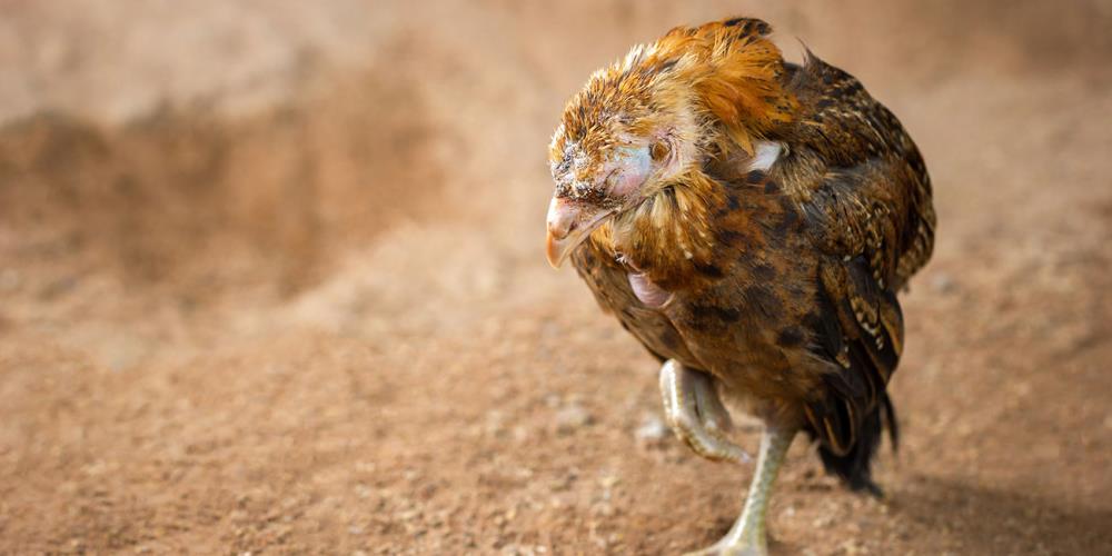 Malattie dei polli: La coccidiosi come riconoscerla, prevenirla e curarla