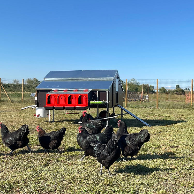 Pollaio Mobile per Galline: Flessibilità, Igiene e Zero Burocrazia per un Allevamento Naturale ed Efficiente