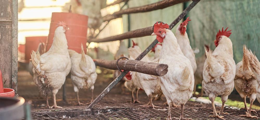 Progetto Ecologico Settimana 99