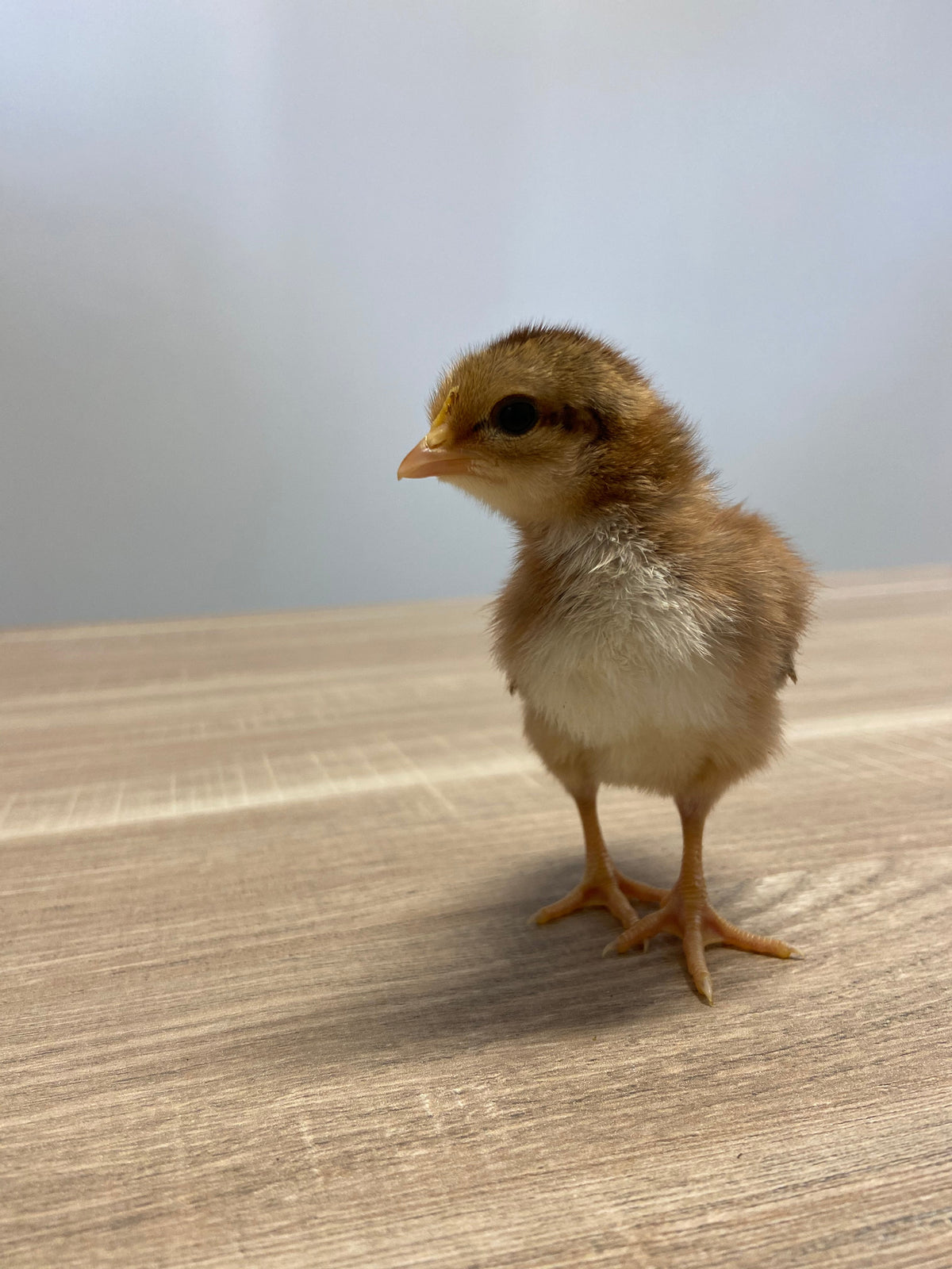 Come capire se una gallina sta bene: 5 segnali da osservare ogni giorno