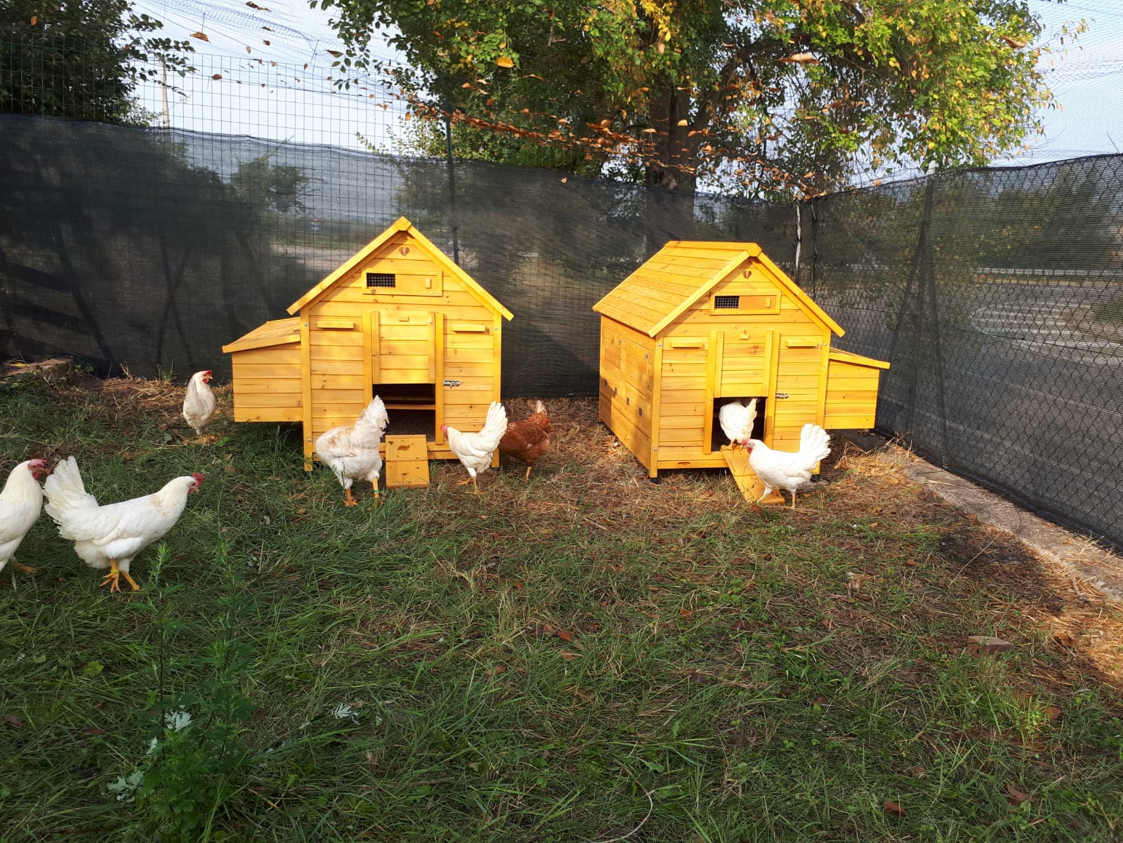 Come Mantenere un Pollaio Pulito e Protetto dai Parassiti: Guida Pratica per Ogni Allevatore