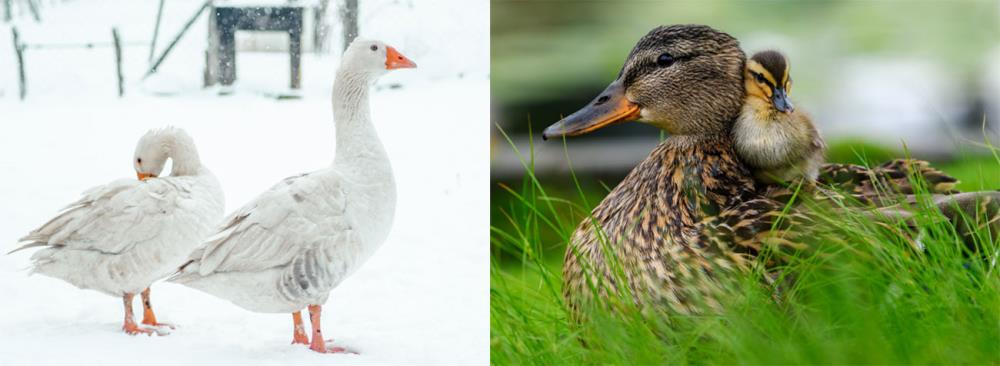 Qual è la differenza tra anatra e papera? Anseriformi a confronto ...