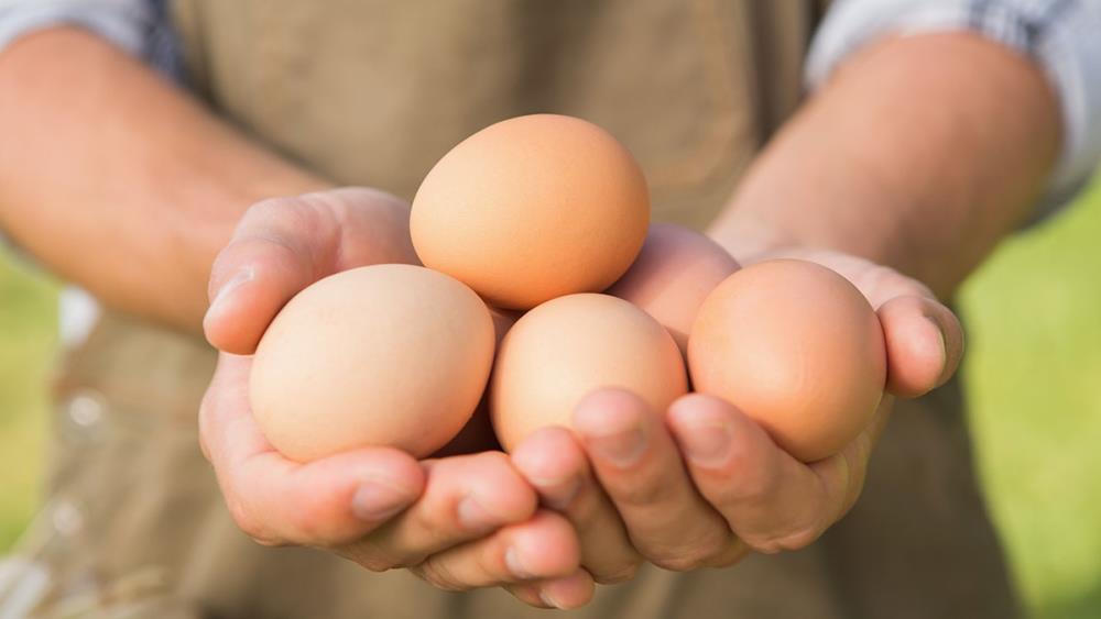 Uova biologiche: produzione, normativa, certificazione