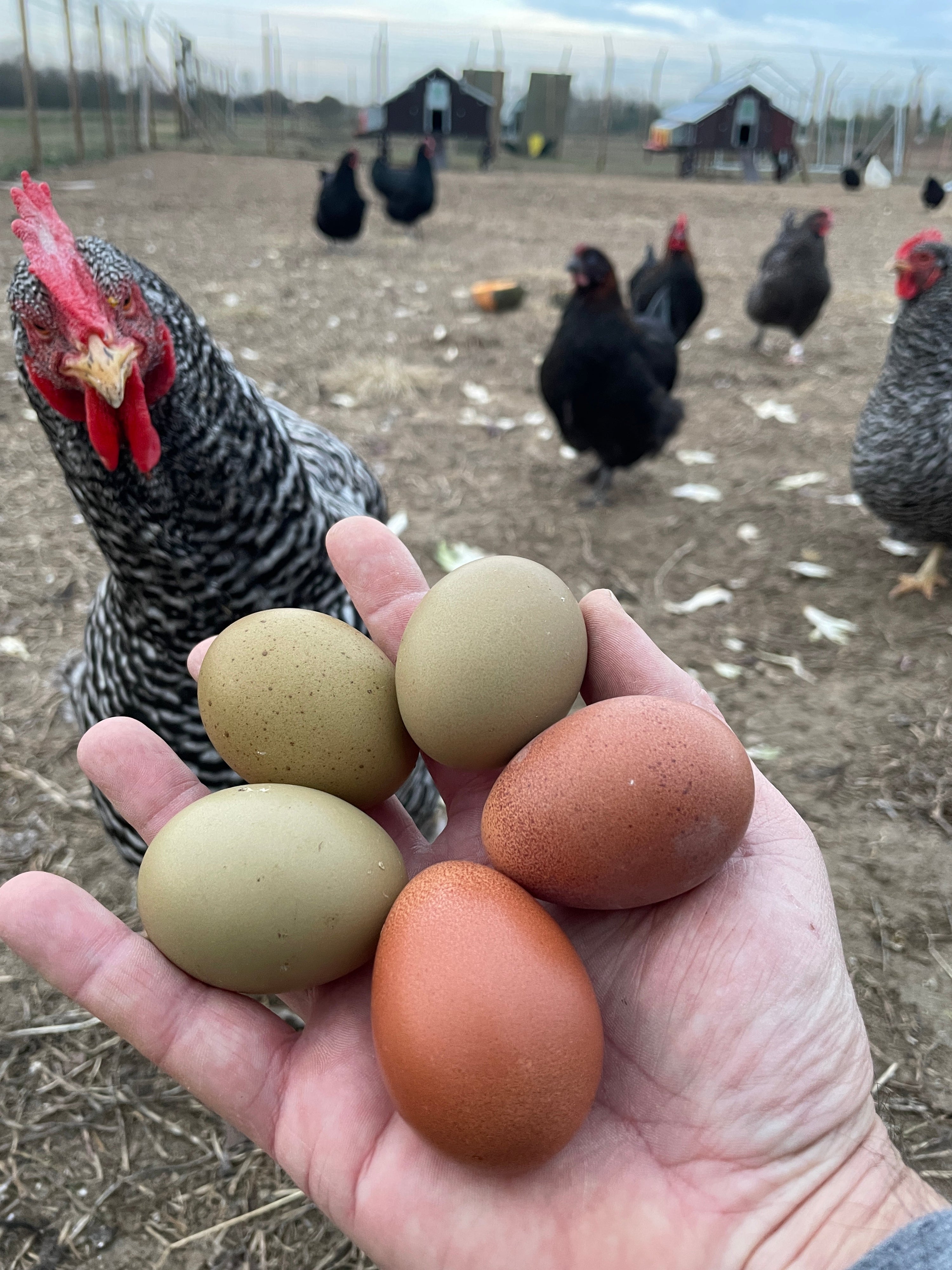 Uova Colorate: la Magia delle Galline Ornamentali e delle Loro Sorprendenti Sfumature
