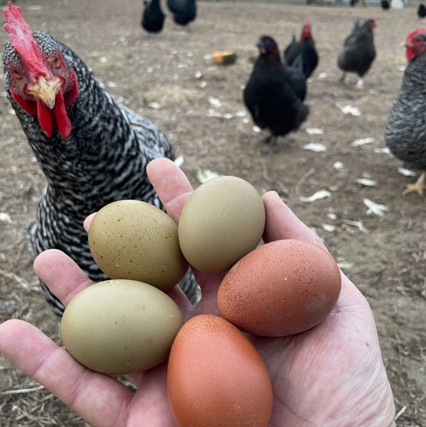 Perché le galline smettono di fare le uova?