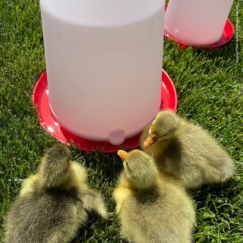 Abbeveratoio A Sifone 10 Lt.