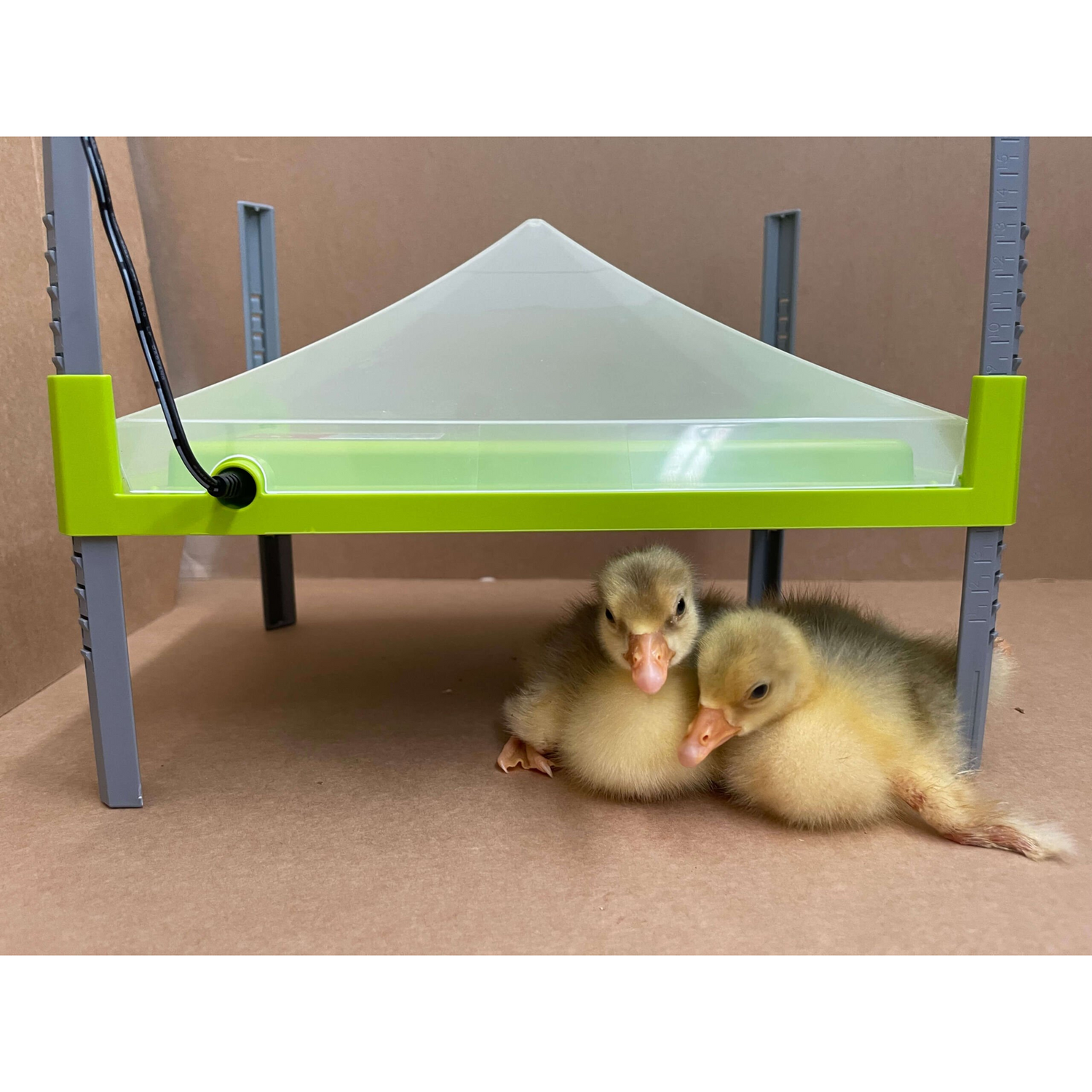 Chioccia Artificiale 20-25 Pulcini | Caleo 700 River Systems  Con Copertura