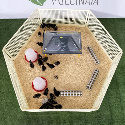 Pulcinaia für Küken beim Absetzen, Sägemehl ausgeschlossen | 50 Tiere 
