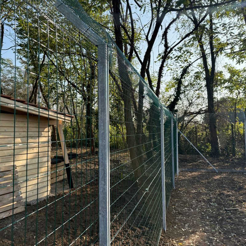 Allevamento Chiavi in Mano 25 Galline ANTIPREDATORE | Consulenza-Attrezzatura-Galline