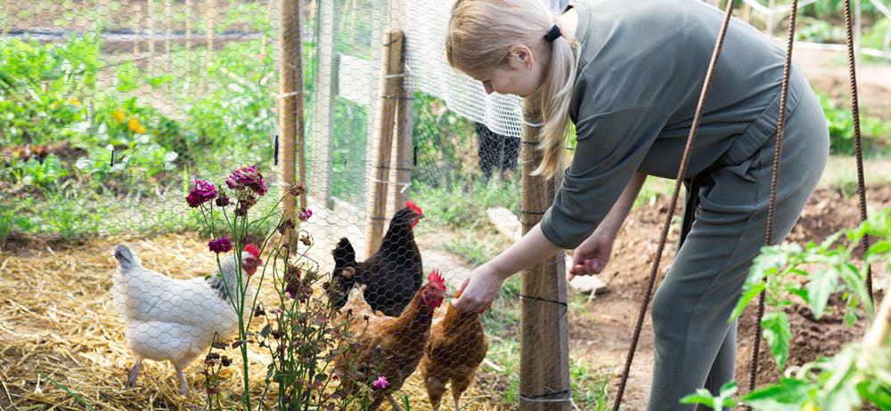 Dieci buoni motivi per avere un pollaio da giardino | Ci avevi mai pensato?