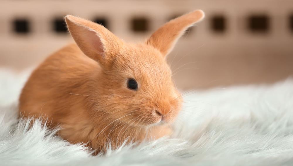 4 cose da sapere se avete un coniglio