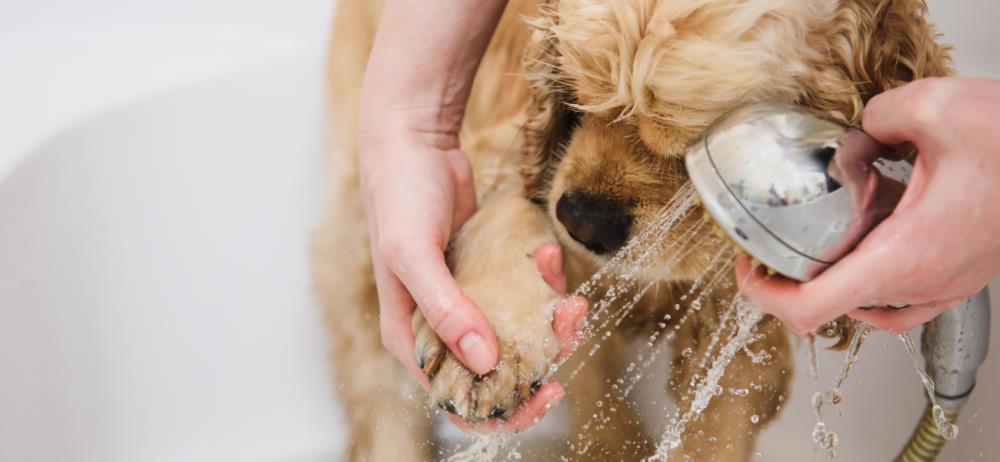 5 consigli sull'igiene del cane