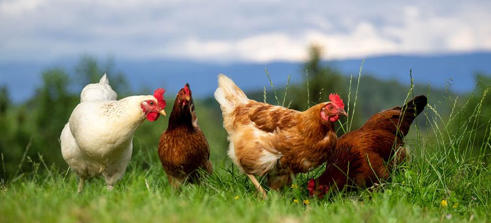 6 regole d’oro per allevare galline