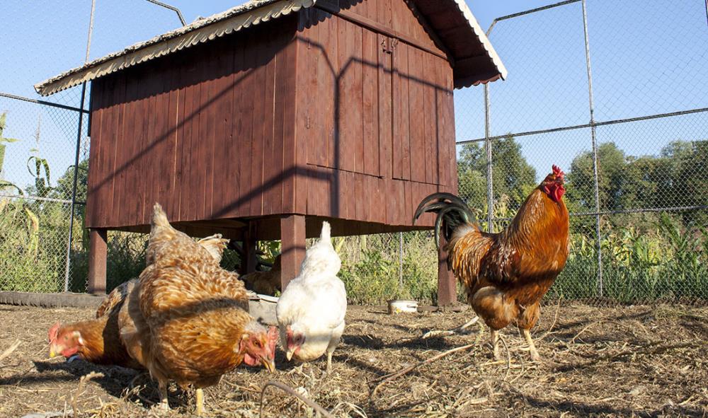 A cosa serve 1 gallo nel pollaio? Convivenza tra sessi e riproduzione