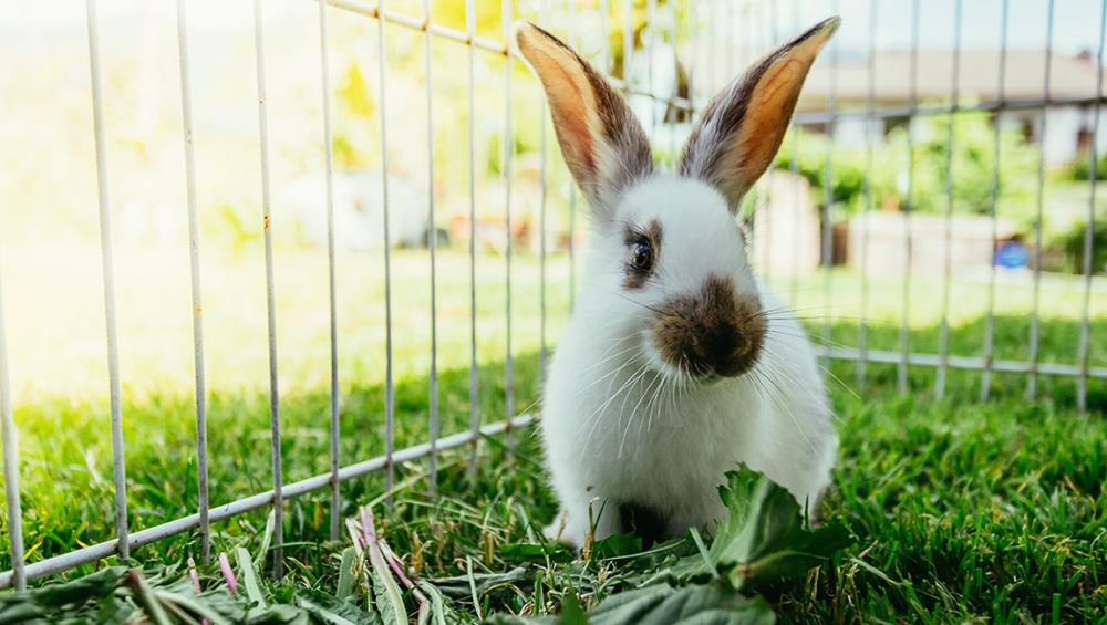 Alimentazione del coniglio: alcuni epic fail da evitare!