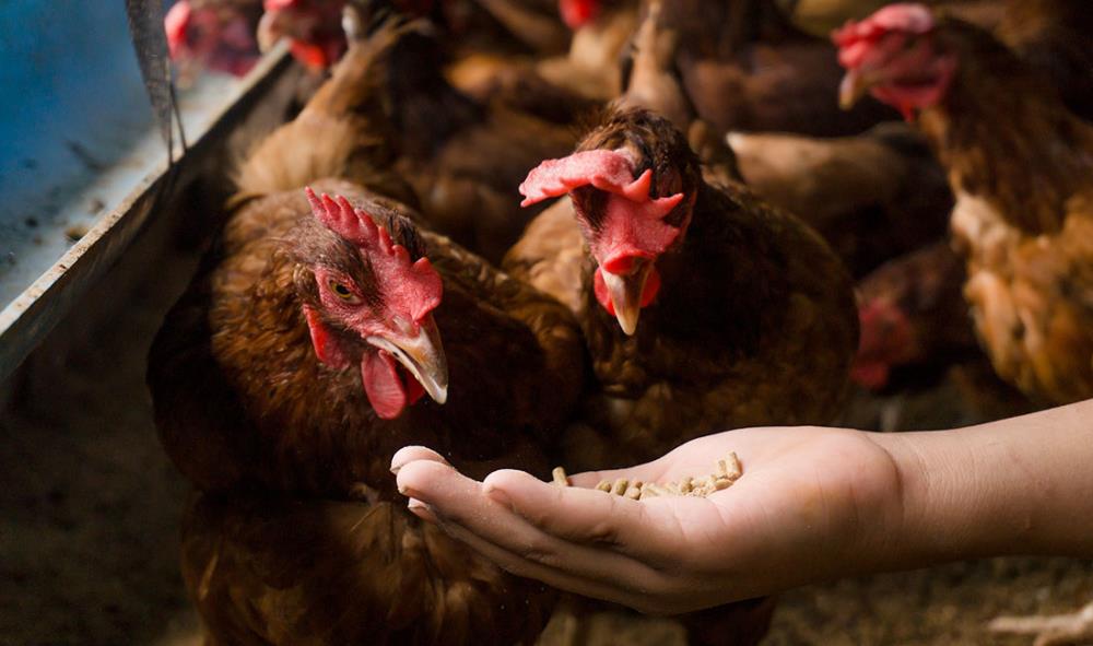 Alimentazione delle galline: i cibi preziosi e quelli da evitare