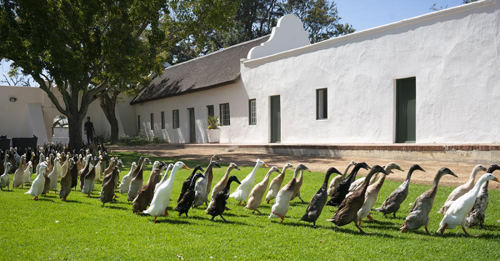 In Sudafrica 1000 anatre corritrici “assunte” per proteggere i vigneti dai parassiti