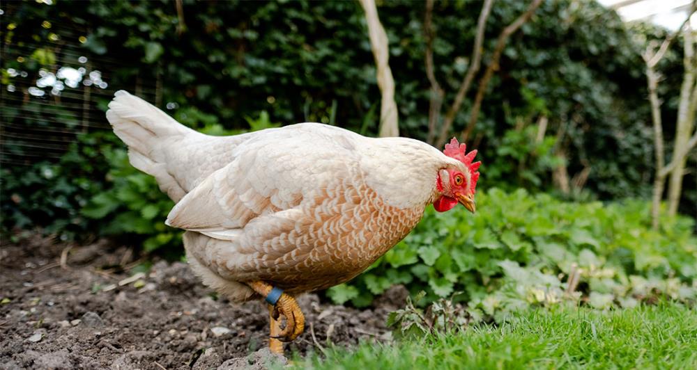 Anelli per galline: le misure corrette per ogni razza