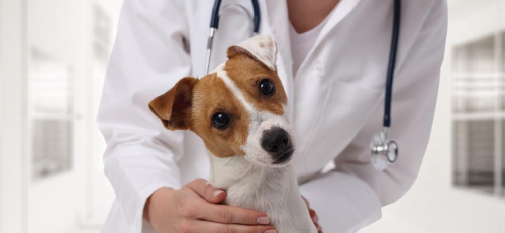 Avvelenamenti del cane: come evitarli, riconoscerli e curarli