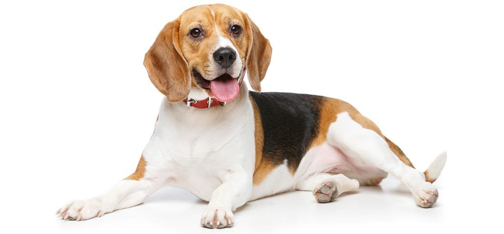 Beagle: carattere, educazione, alimentazione