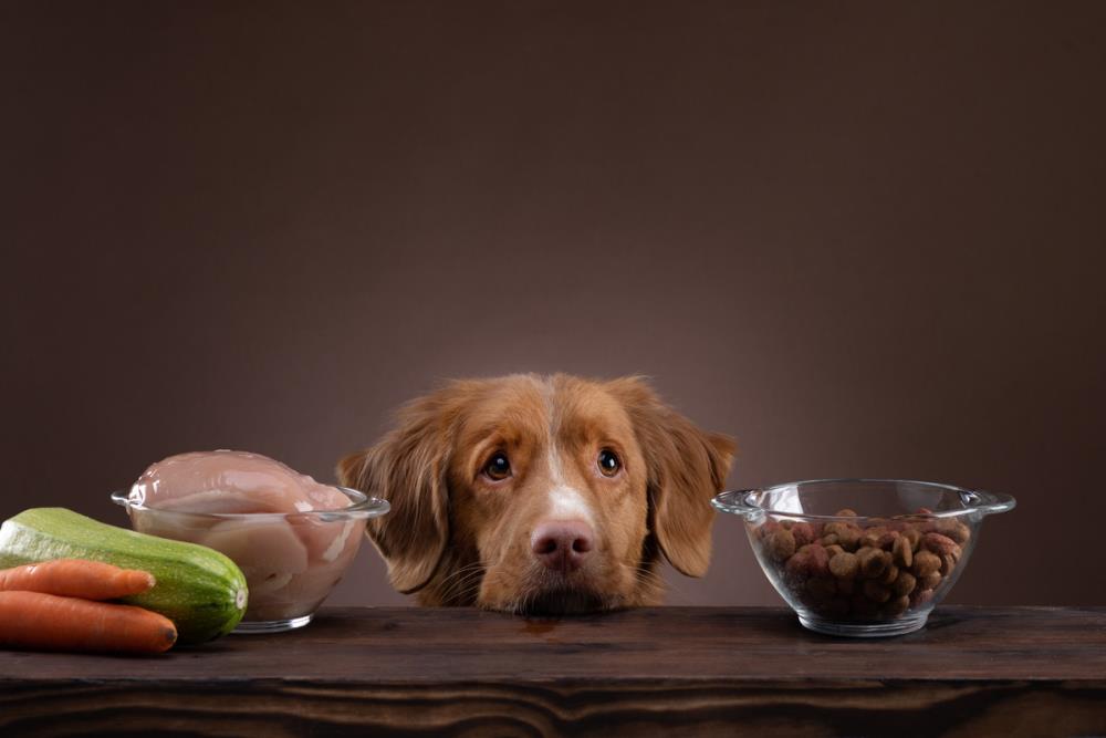 Cane: alimentazione per la sua salute