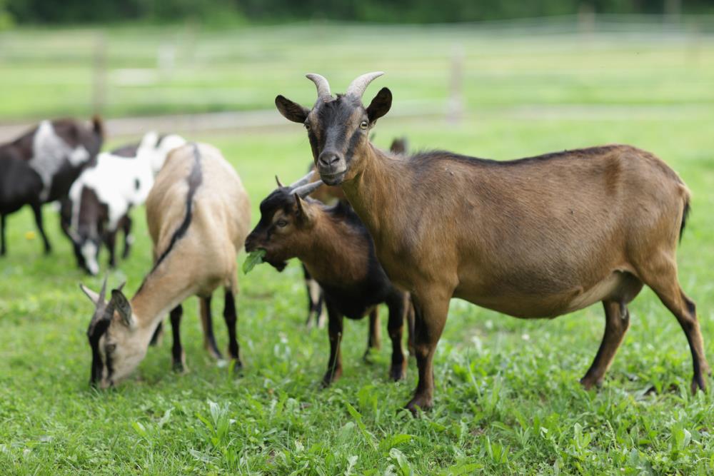 Allevare capre: qualche considerazione e consiglio