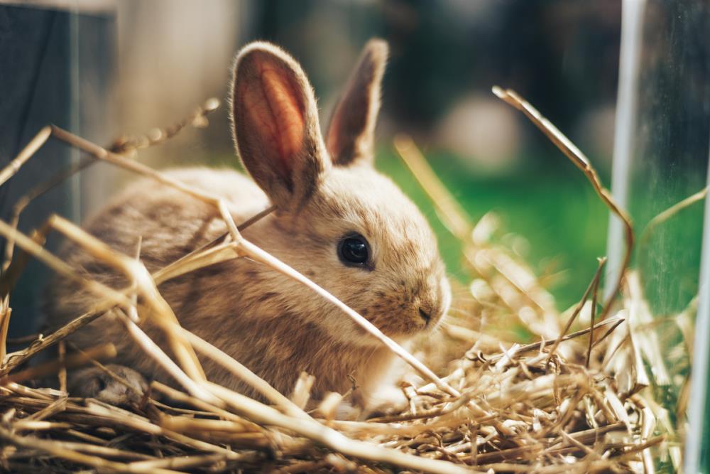 Il coniglio: consigli per una corretta manipolazione