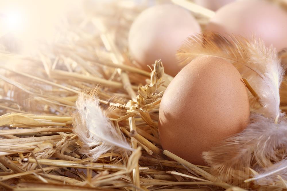 Tecniche e consigli per la corretta deposizione delle uova nel pollaio