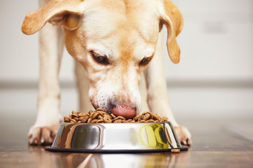 Regole per scegliere il giusto alimento per il vostro cane